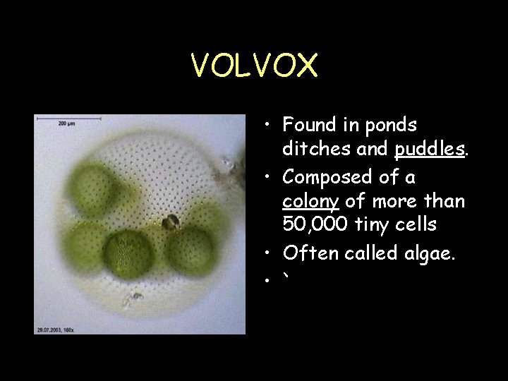 VOLVOX • Found in ponds ditches and puddles. • Composed of a colony of