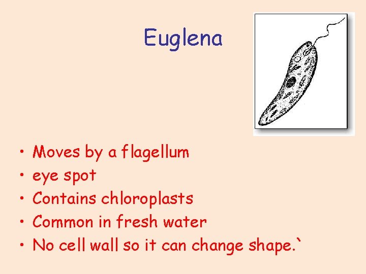 Euglena • • • Moves by a flagellum eye spot Contains chloroplasts Common in
