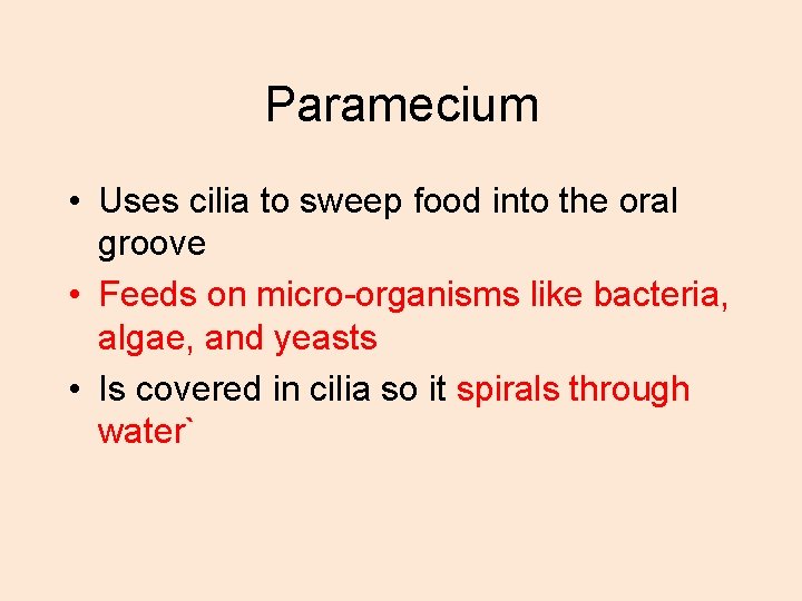 Paramecium • Uses cilia to sweep food into the oral groove • Feeds on