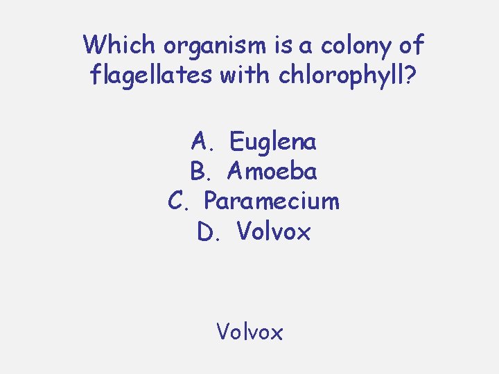 Which organism is a colony of flagellates with chlorophyll? A. Euglena B. Amoeba C.