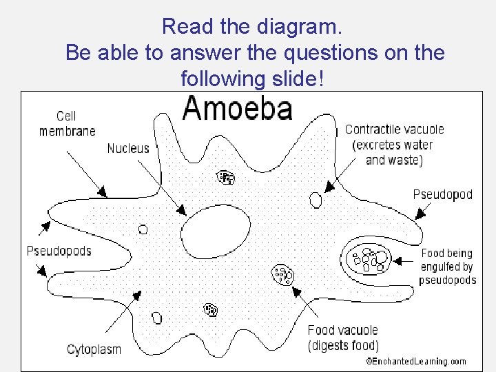 Read the diagram. Be able to answer the questions on the following slide! 