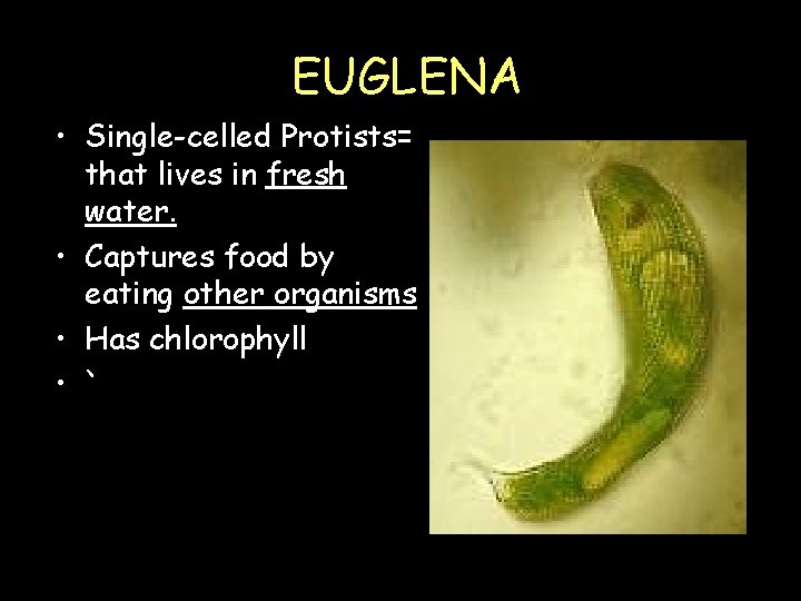 EUGLENA • Single-celled Protists= that lives in fresh water. • Captures food by eating