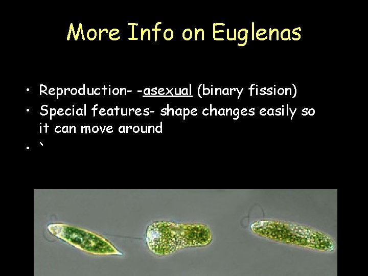 More Info on Euglenas • Reproduction- -asexual (binary fission) • Special features- shape changes