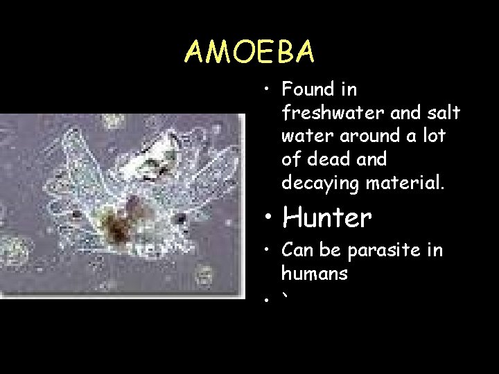 AMOEBA • Found in freshwater and salt water around a lot of dead and