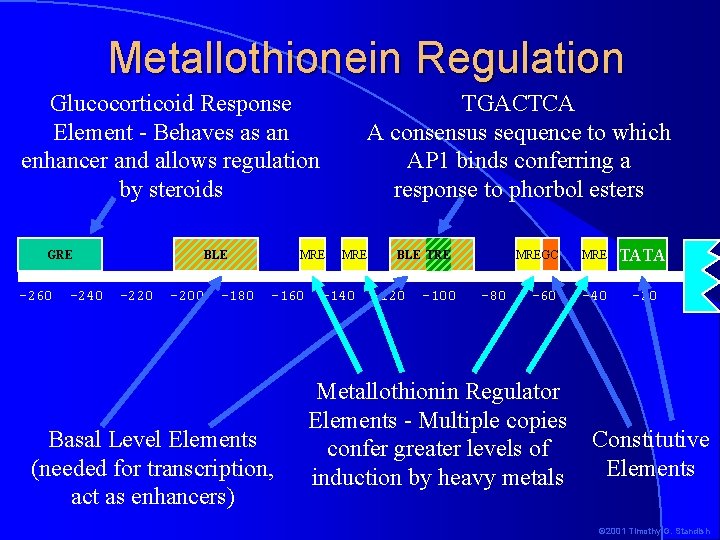 Metallothionein Regulation Glucocorticoid Response Element - Behaves as an enhancer and allows regulation by