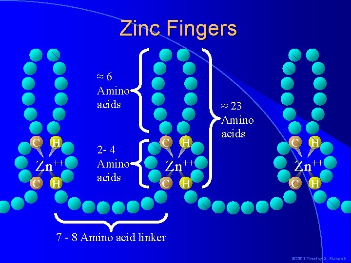 Zinc Fingers ≈6 Amino acids C H Zn++ C H 2 - 4 Amino