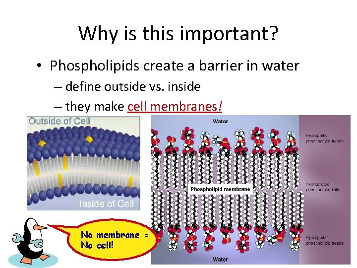 Why is this important? • Phospholipids create a barrier in water – define outside