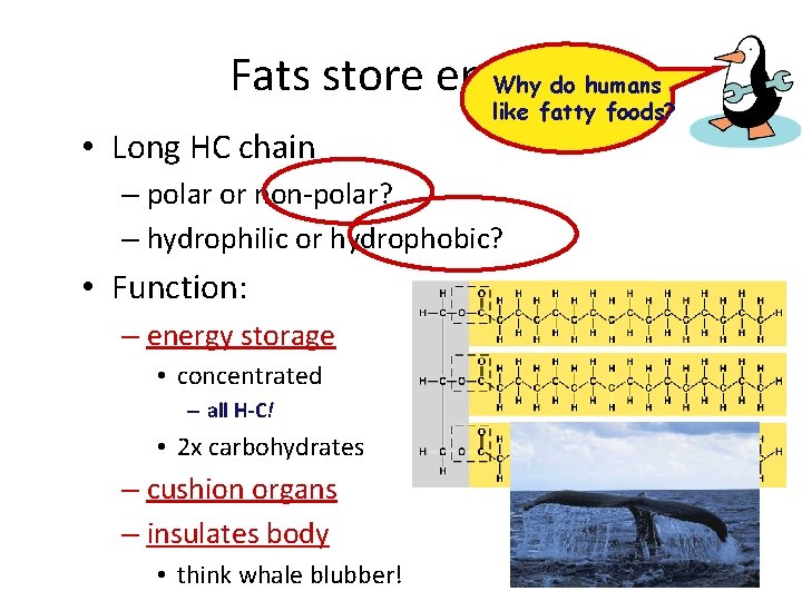 Fats store energy Why do humans • Long HC chain like fatty foods? –