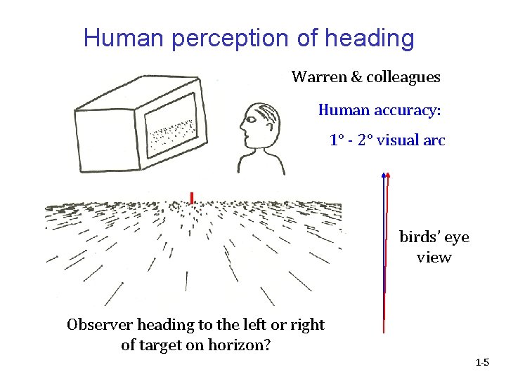 Human perception of heading Warren & colleagues Human accuracy: 1° - 2° visual arc