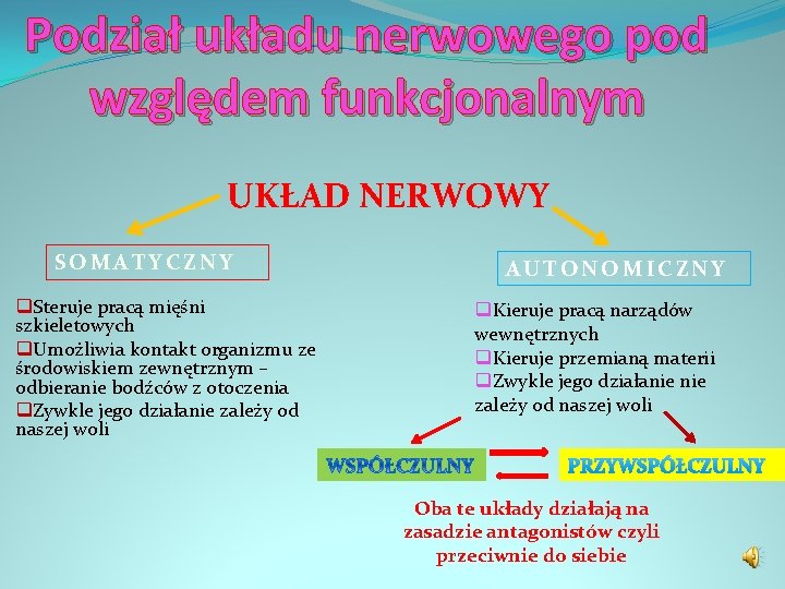 Podział układu nerwowego pod względem funkcjonalnym UKŁAD NERWOWY SOMATYCZNY q. Steruje pracą mięśni szkieletowych