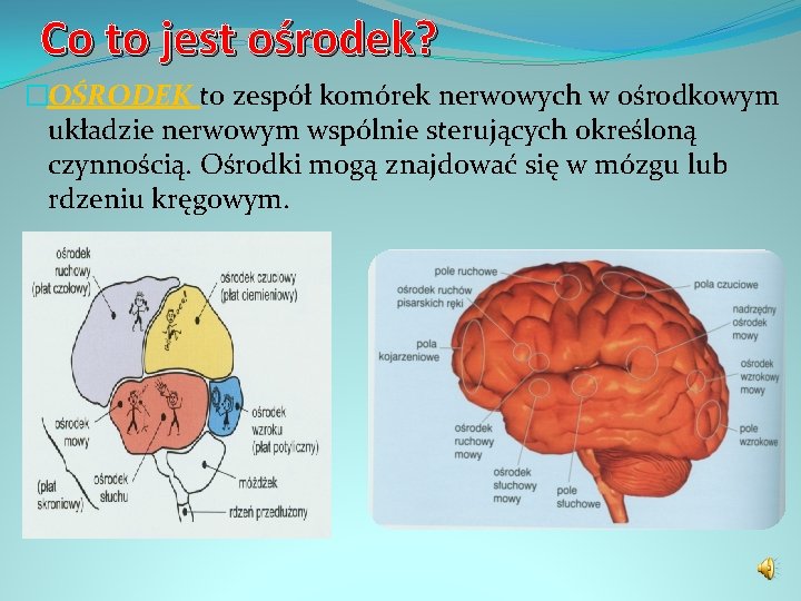 Co to jest ośrodek? �OŚRODEK to zespół komórek nerwowych w ośrodkowym układzie nerwowym wspólnie