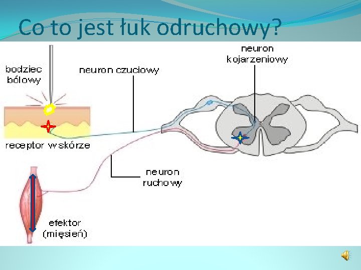 Co to jest łuk odruchowy? Jest to droga, jaką przebywa impuls nerwowy od RECEPTORA