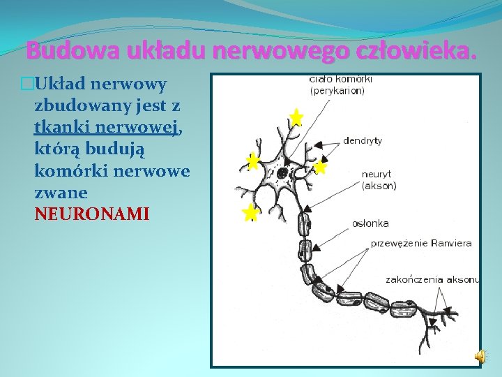 Budowa układu nerwowego człowieka. �Układ nerwowy zbudowany jest z tkanki nerwowej, którą budują komórki
