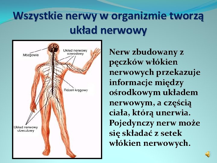 Wszystkie nerwy w organizmie tworzą układ nerwowy Nerw zbudowany z pęczków włókien nerwowych przekazuje