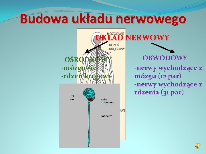 Budowa układu nerwowego UKŁAD NERWOWY OŚRODKOWY -mózgowie -rdzeń kręgowy OBWODOWY -nerwy wychodzące z mózgu