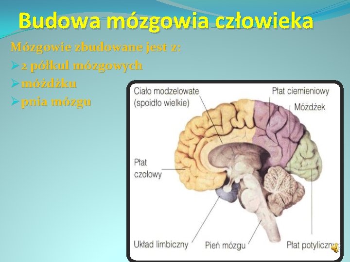 Budowa mózgowia człowieka Mózgowie zbudowane jest z: Ø 2 półkul mózgowych Ø móżdżku Ø