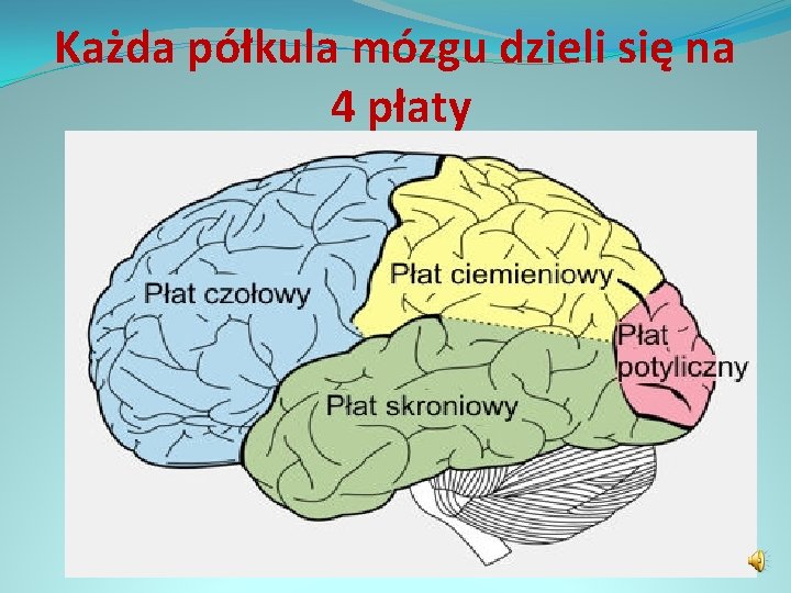 Każda półkula mózgu dzieli się na 4 płaty 