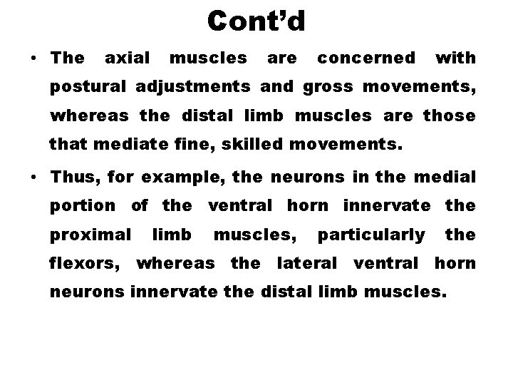 Cont’d • The axial muscles are concerned with postural adjustments and gross movements, whereas