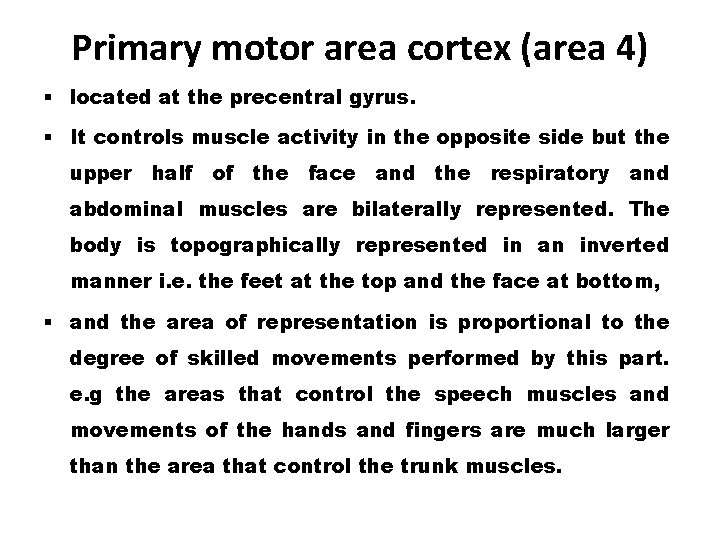 Primary motor area cortex (area 4) § located at the precentral gyrus. § It