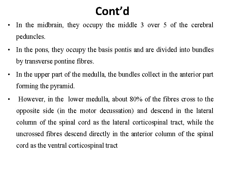 Cont’d • In the midbrain, they occupy the middle 3 over 5 of the