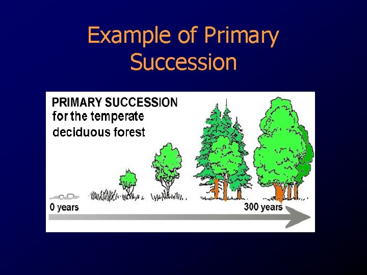 Example of Primary Succession 