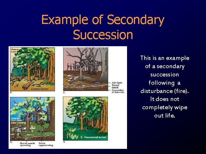 Example of Secondary Succession This is an example of a secondary succession following a