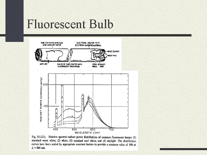 Fluorescent Bulb 