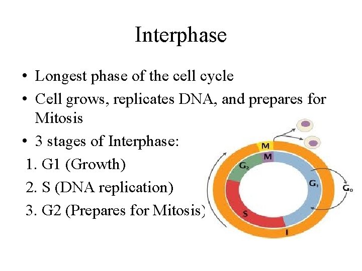 Interphase • Longest phase of the cell cycle • Cell grows, replicates DNA, and