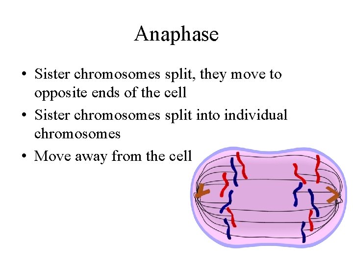 Anaphase • Sister chromosomes split, they move to opposite ends of the cell •