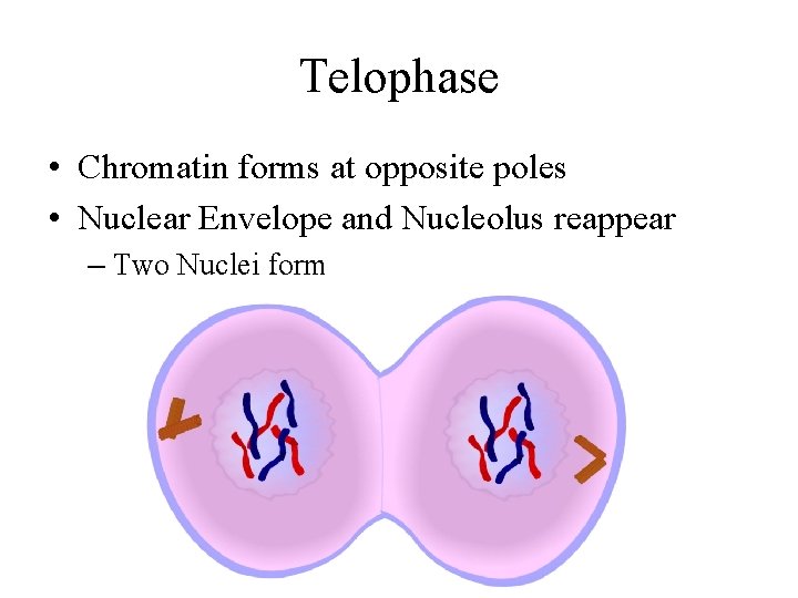 Telophase • Chromatin forms at opposite poles • Nuclear Envelope and Nucleolus reappear –