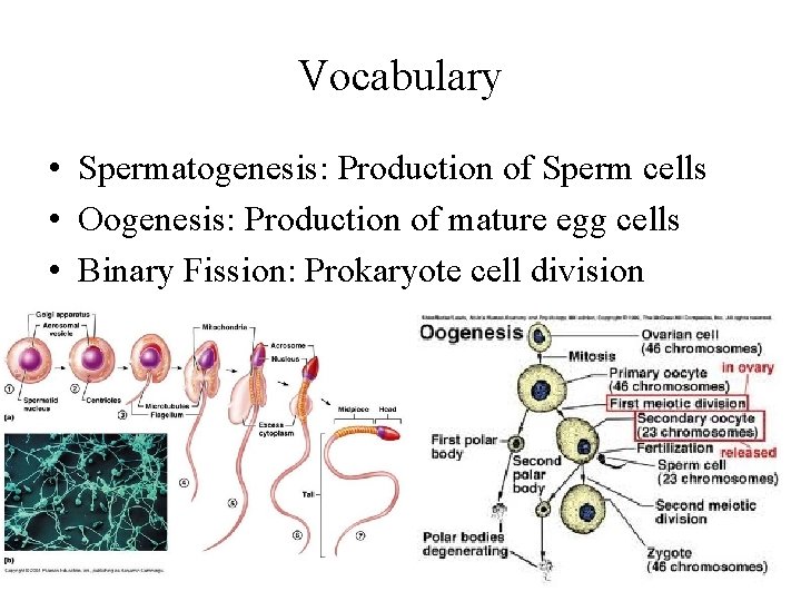Vocabulary • Spermatogenesis: Production of Sperm cells • Oogenesis: Production of mature egg cells