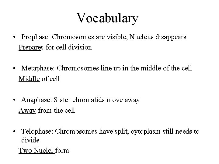 Vocabulary • Prophase: Chromosomes are visible, Nucleus disappears Prepares for cell division • Metaphase: