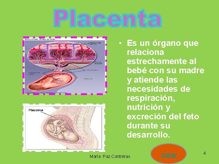  • Es un órgano que relaciona estrechamente al bebé con su madre y