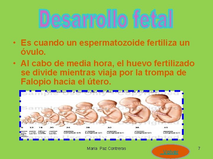  • Es cuando un espermatozoide fertiliza un óvulo. • Al cabo de media