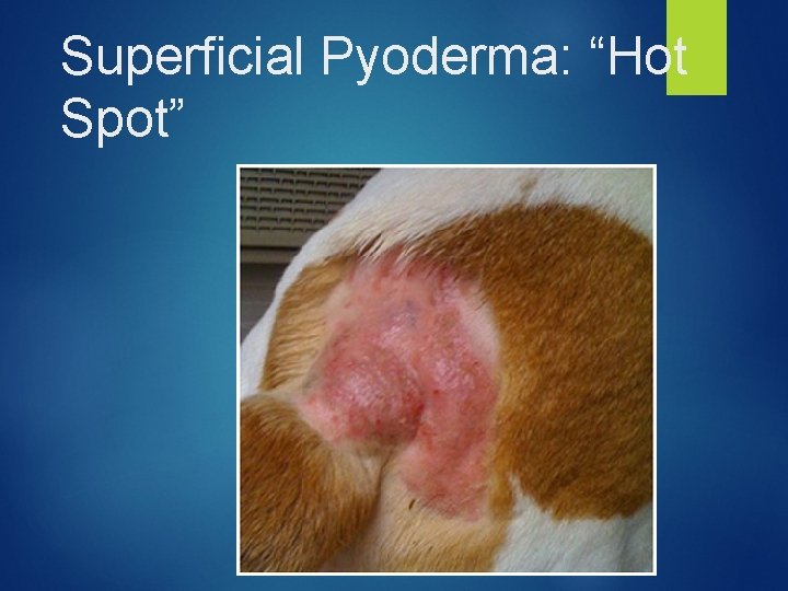 Superficial Pyoderma: “Hot Spot” 