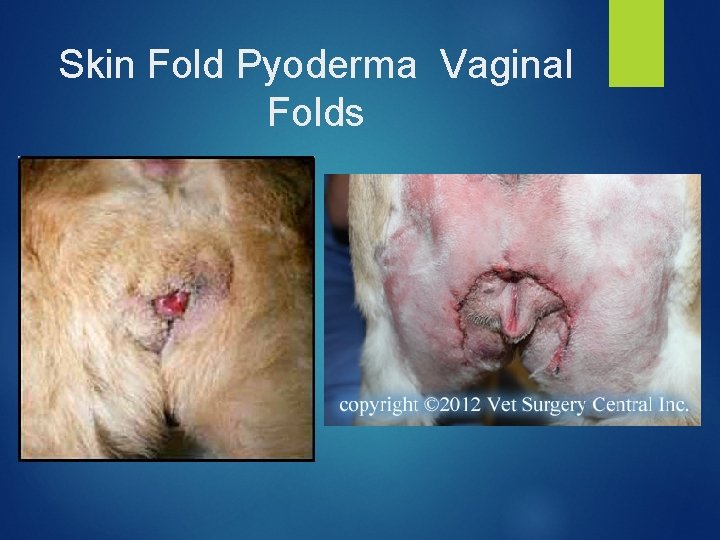 Skin Fold Pyoderma Vaginal Folds 