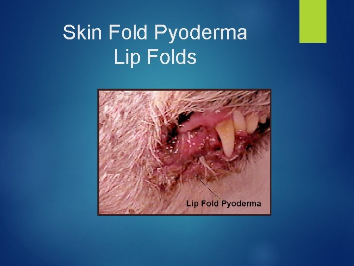 Skin Fold Pyoderma Lip Folds 