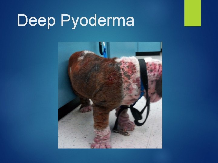 Deep Pyoderma 