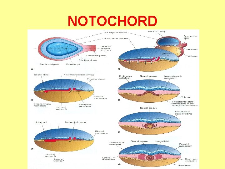 NOTOCHORD 
