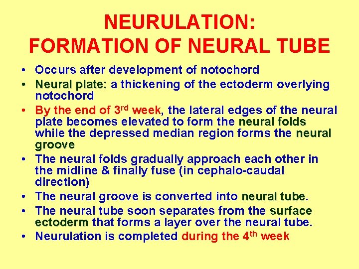 NEURULATION: FORMATION OF NEURAL TUBE • Occurs after development of notochord • Neural plate: