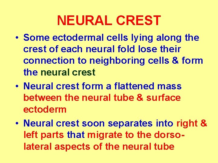 NEURAL CREST • Some ectodermal cells lying along the crest of each neural fold