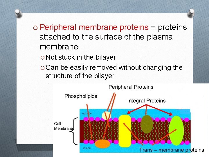 O Peripheral membrane proteins = proteins attached to the surface of the plasma membrane