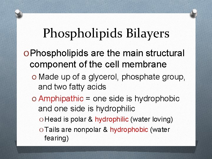 Phospholipids Bilayers O Phospholipids are the main structural component of the cell membrane O