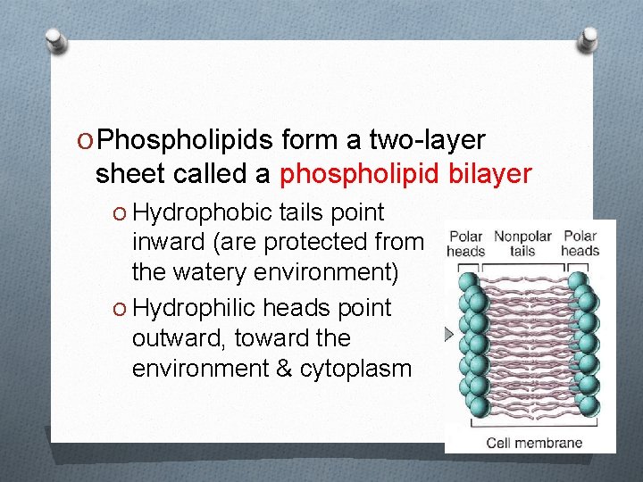 O Phospholipids form a two-layer sheet called a phospholipid bilayer O Hydrophobic tails point