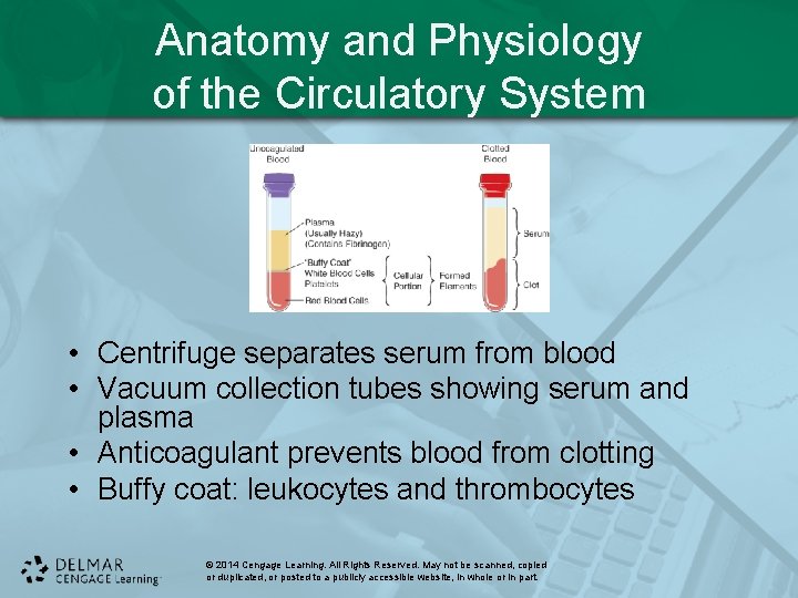 Anatomy and Physiology of the Circulatory System • Centrifuge separates serum from blood •
