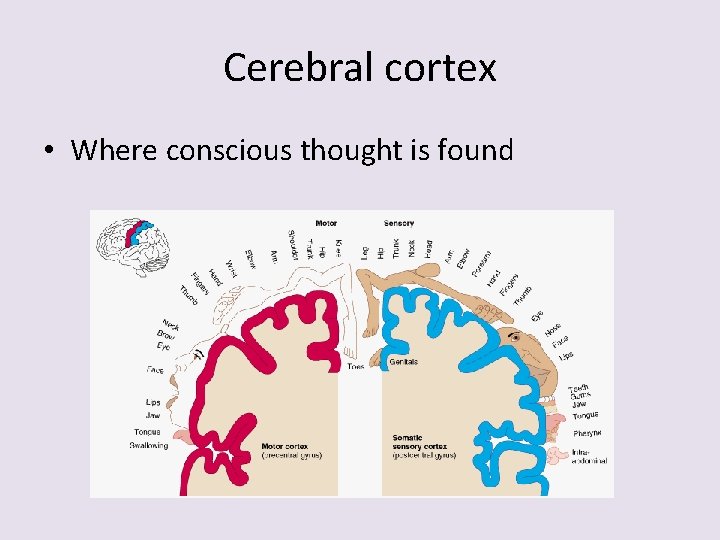 Cerebral cortex • Where conscious thought is found 