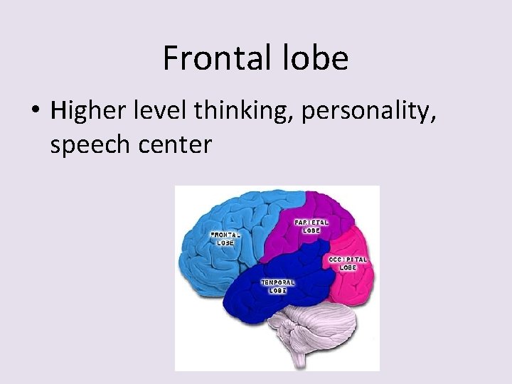 Frontal lobe • Higher level thinking, personality, speech center 