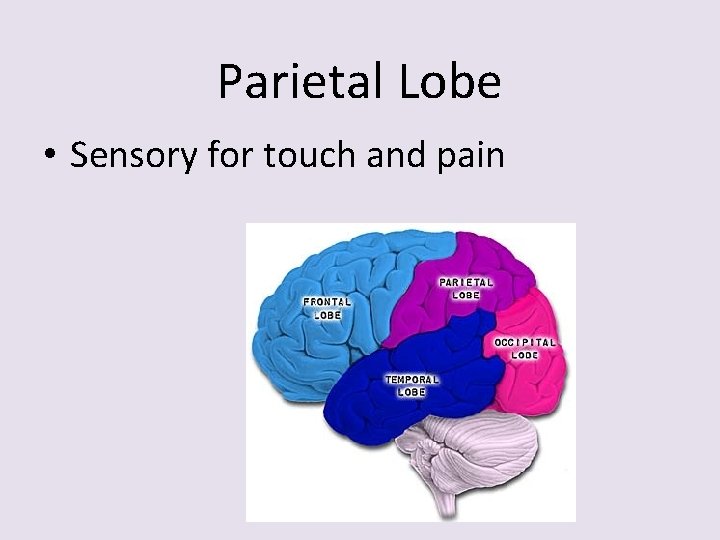 Parietal Lobe • Sensory for touch and pain 