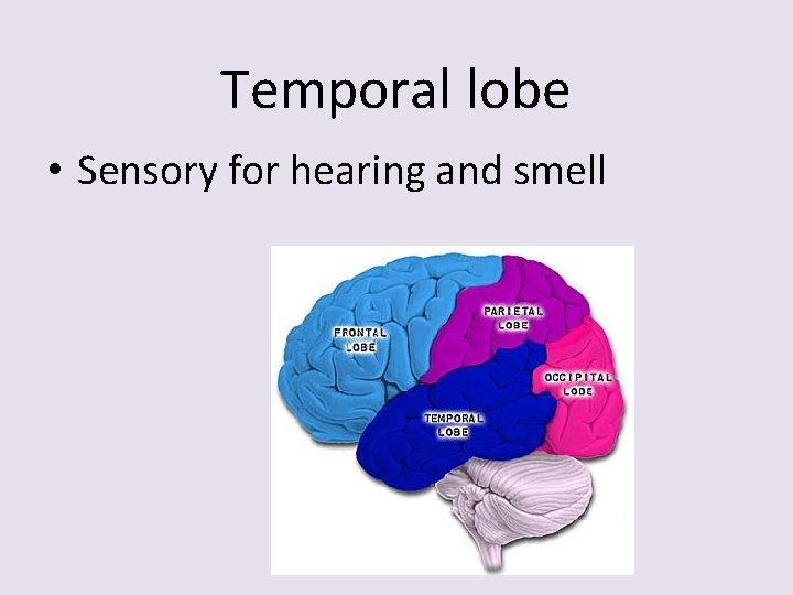 Temporal lobe • Sensory for hearing and smell 