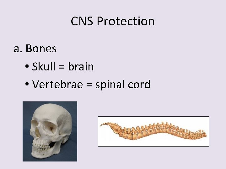 CNS Protection a. Bones • Skull = brain • Vertebrae = spinal cord 